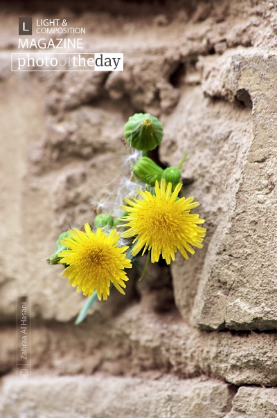 Invincible Flower, by Zahraa Al Hassani