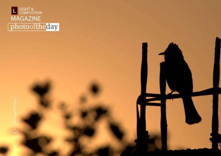 Thinking at the Sunset, by Nirupam Roy