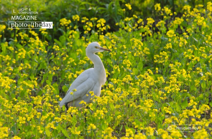 Uncommon Way, by Nirupam Roy
