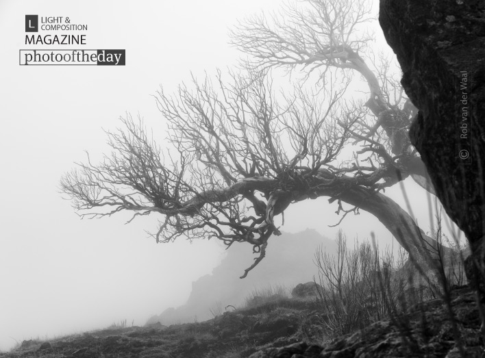 Foggy Tree, by Rob van der Waal