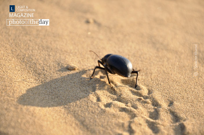 Wandering Beetle, by Shikchit Khanal