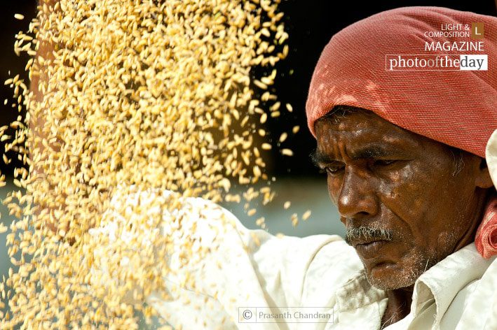 Photo of the Day | October 28 | The Harvest by Prasanth Chandran