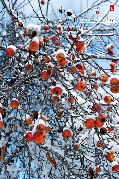 Photo of the Day | January 03 | Bad Apples by James L. Brown