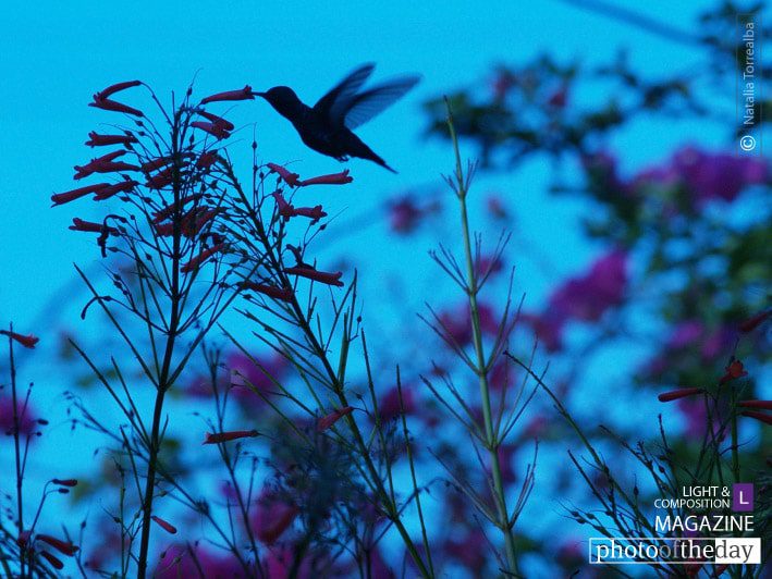 Photo of the Day | February 01 | Fly Away Home by Natalia Torrealba