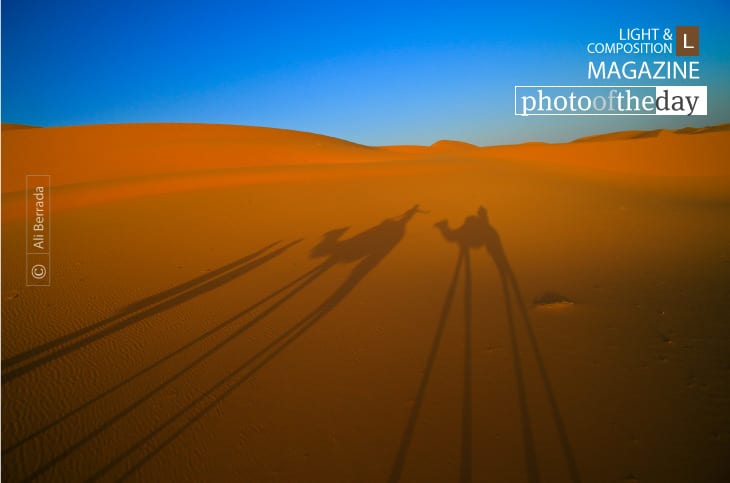 Photo of the Day | October 09 | Camel Since 1913, by Ali Berrada