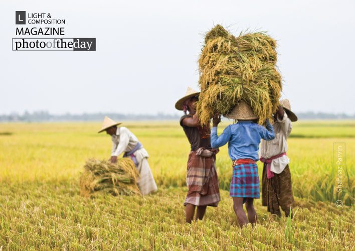 Photo of the Day | January 26 | Paddy Field Story, by Shahnaz Parvin