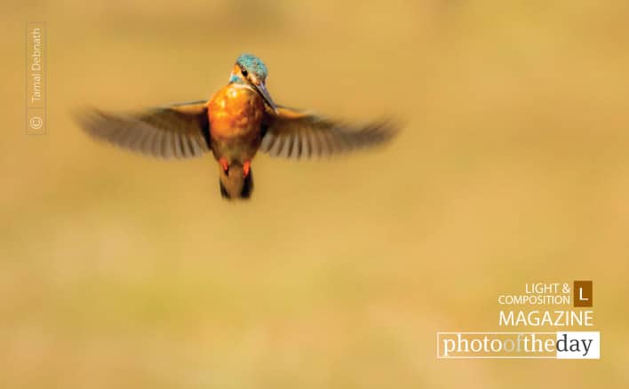 Photo of the Day | March 04 | King’s Flight, by Tamal Debnath