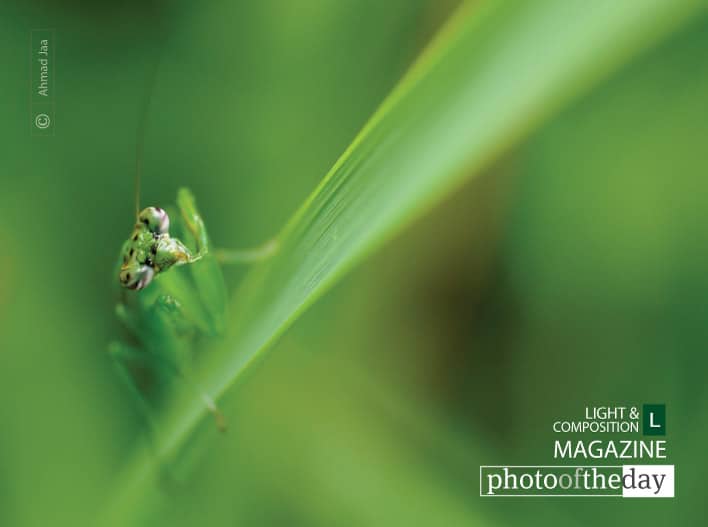 Photo of the Day | March 05 | Mantis Eye, by Ahmad Jaa
