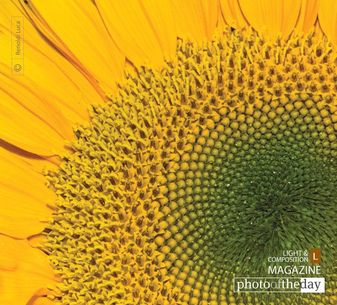 Photo of the Day | March 16 | Sunflower, by Luca Renoldi