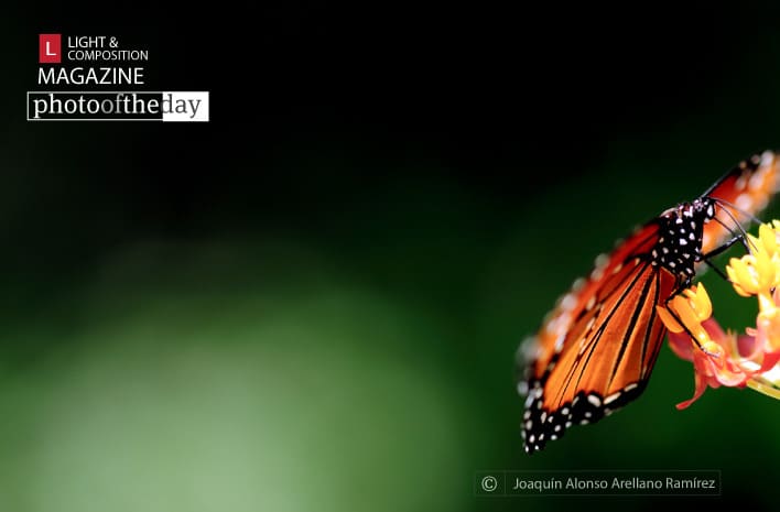 Photo of the Day | April 14 | Traveler, by Joaquín Alonso Arellano Ramírez
