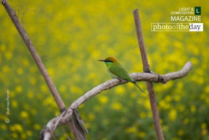 Photo of the Day | April 26 | Cute Little Green Bee Eater, by Shahnaz Parvin