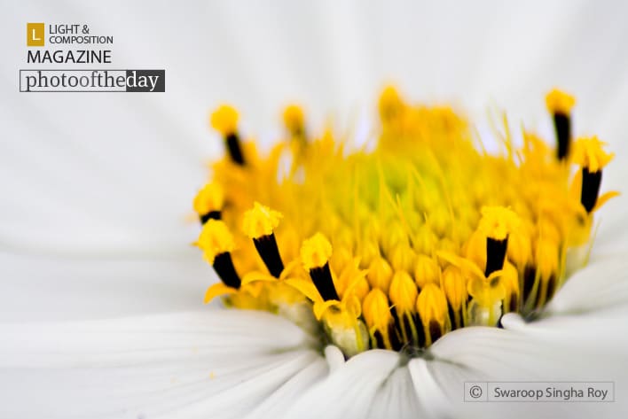 Photo of the Day | May 22 | On a White Cushion, by Swaroop Singha Roy
