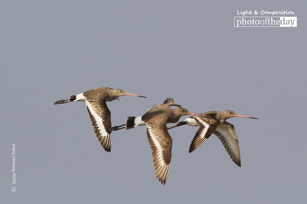 Black-tailed Godwit in Flight, by Saniar Rahman Rahul
