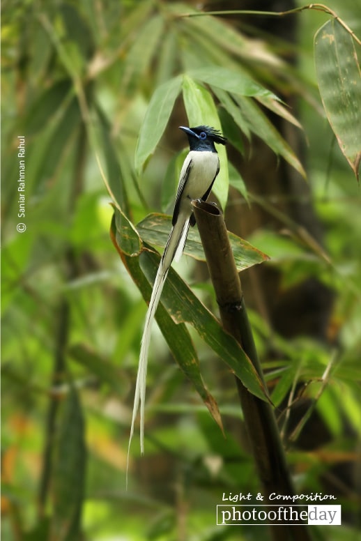 Asian Paradise-Flycatcher, by Saniar Rahman Rahul