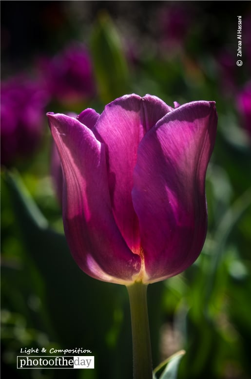Glowing Tulip, by Zahraa Al Hassani