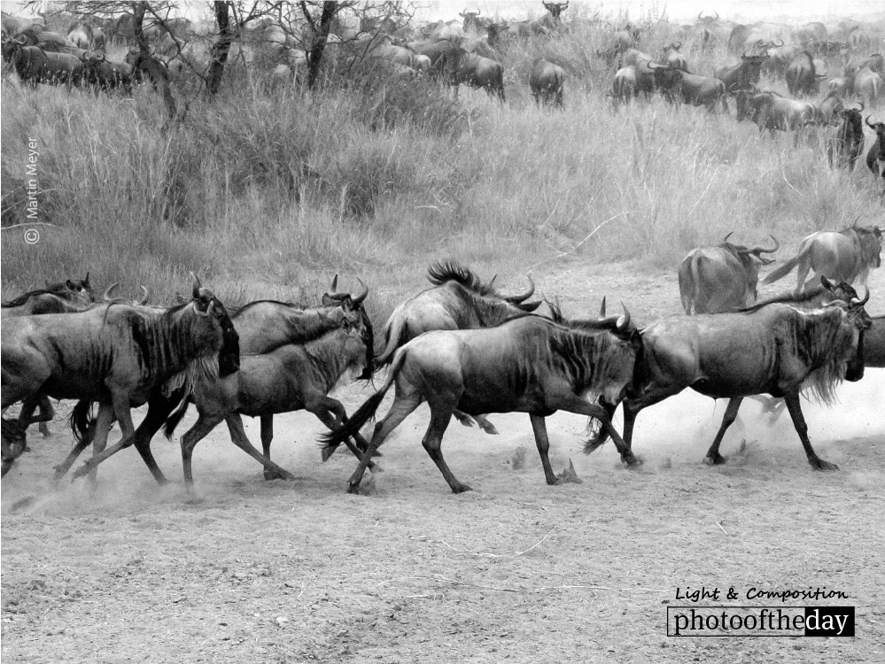 Serengeti Wildebeest Migration, by Martin Meyer