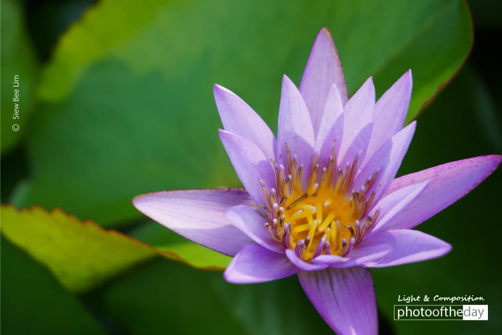Lily in Purple, by Siew Bee Lim