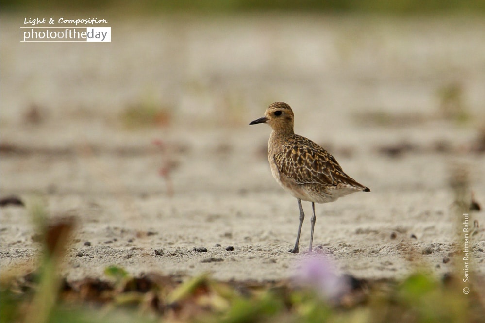 The Migratory Pacific Golden Plover, by Saniar Rahman Rahul