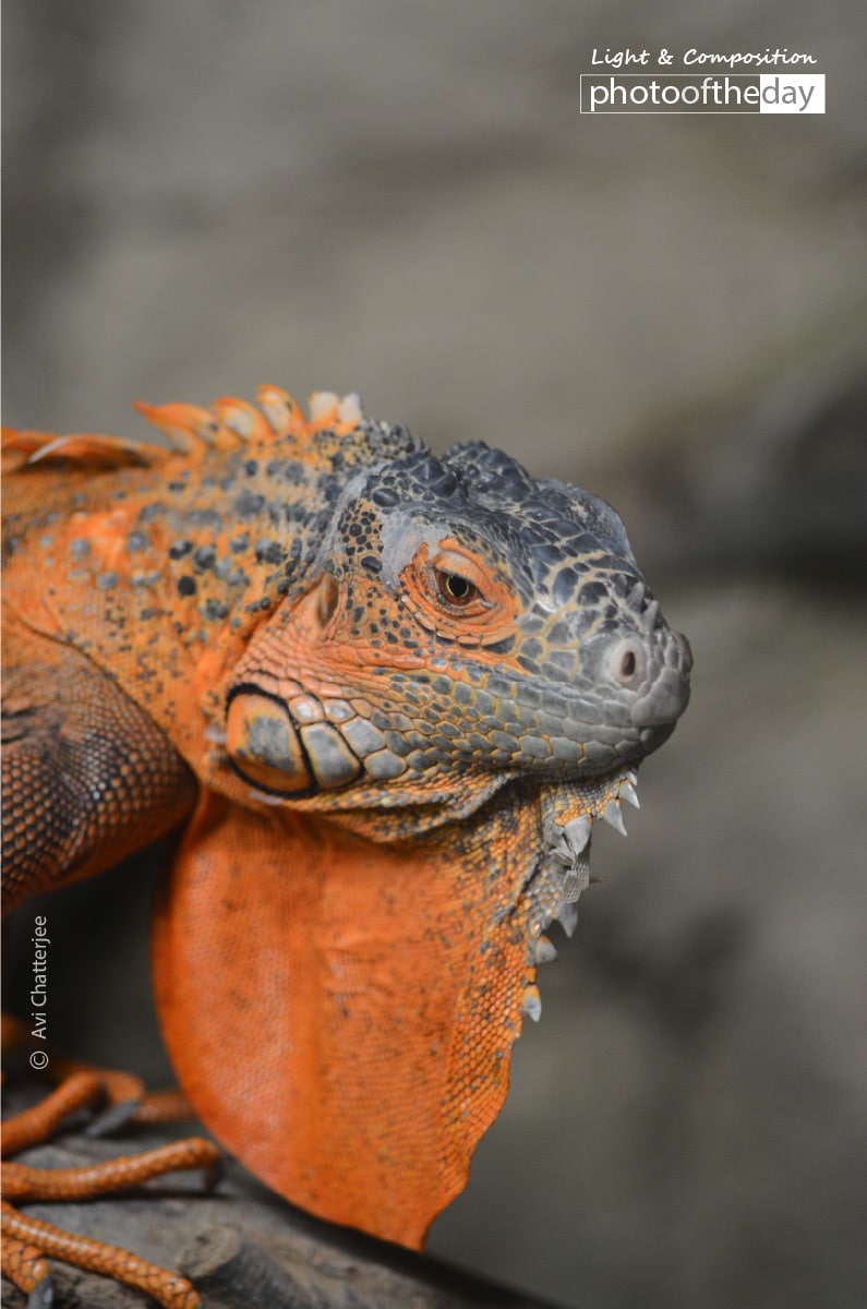 Iguana on Display, by Avi Chatterjee Iguana on Display, by Avi Chatterjee