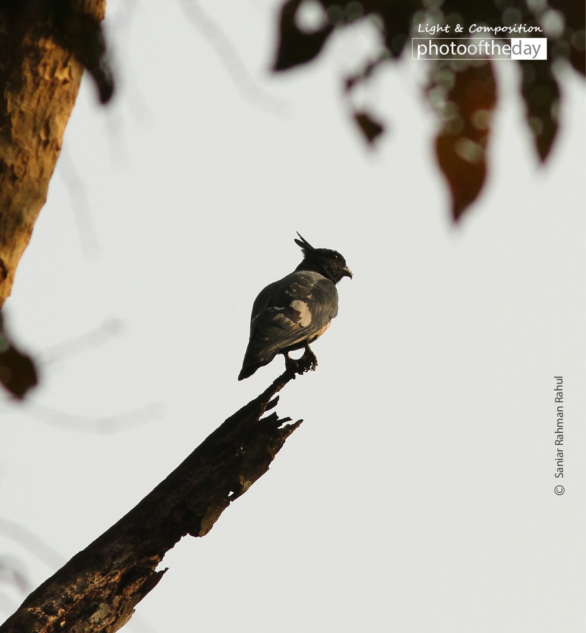 Black Baza, by Saniar Rahman Rahul