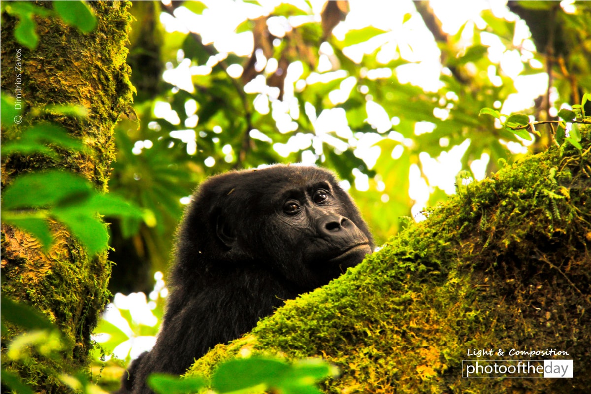 Last of the Mountain Gorillas, by Dimitrios Zavos
