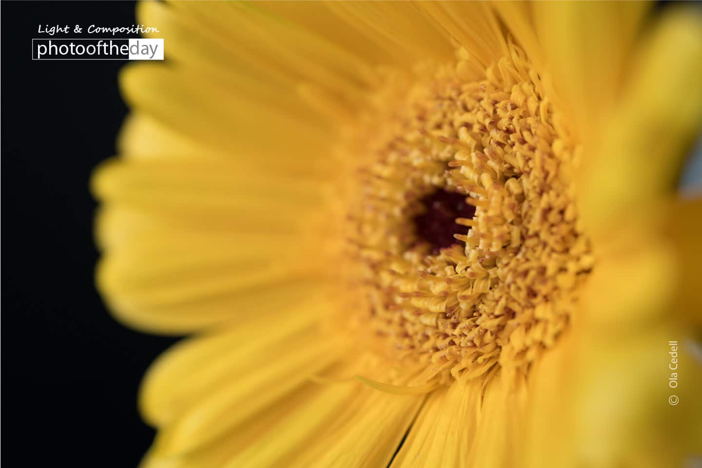 Gerbera Close-up, by Ola Cedell