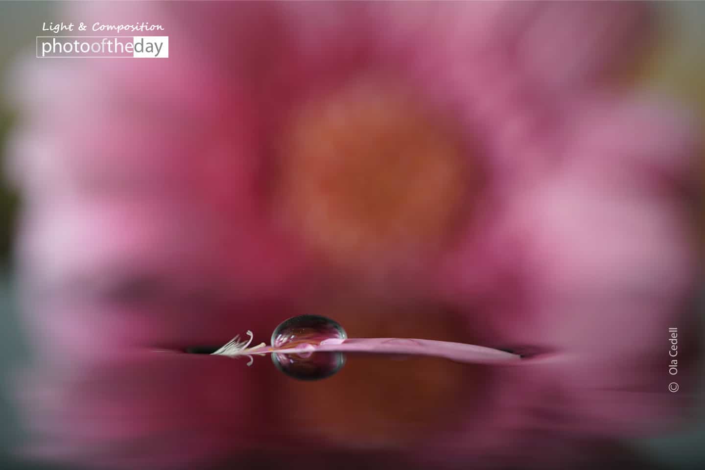 Pink Gerbera Leaf in Water, by Ola Cedell