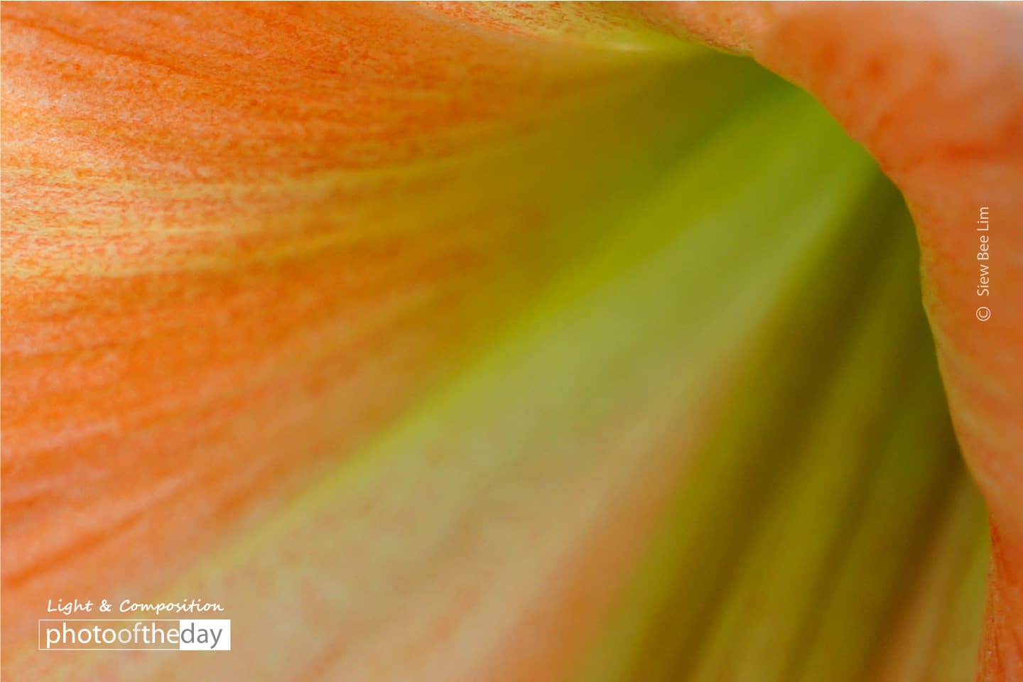 An Orange Flower by Siew Bee Lim
