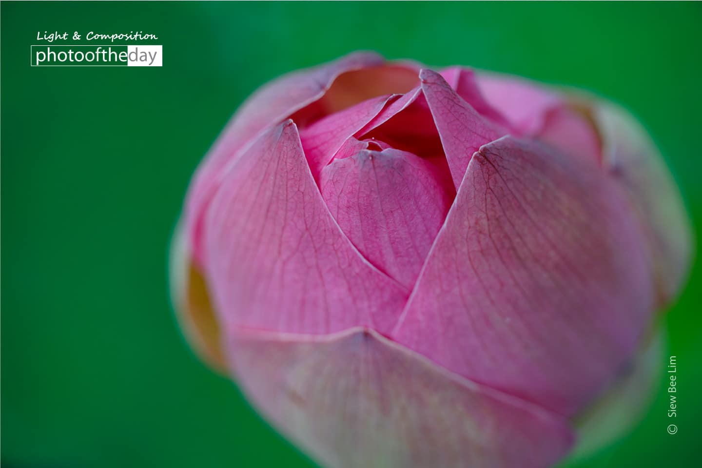 A Lotus Flower Bud by Siew Bee Lim