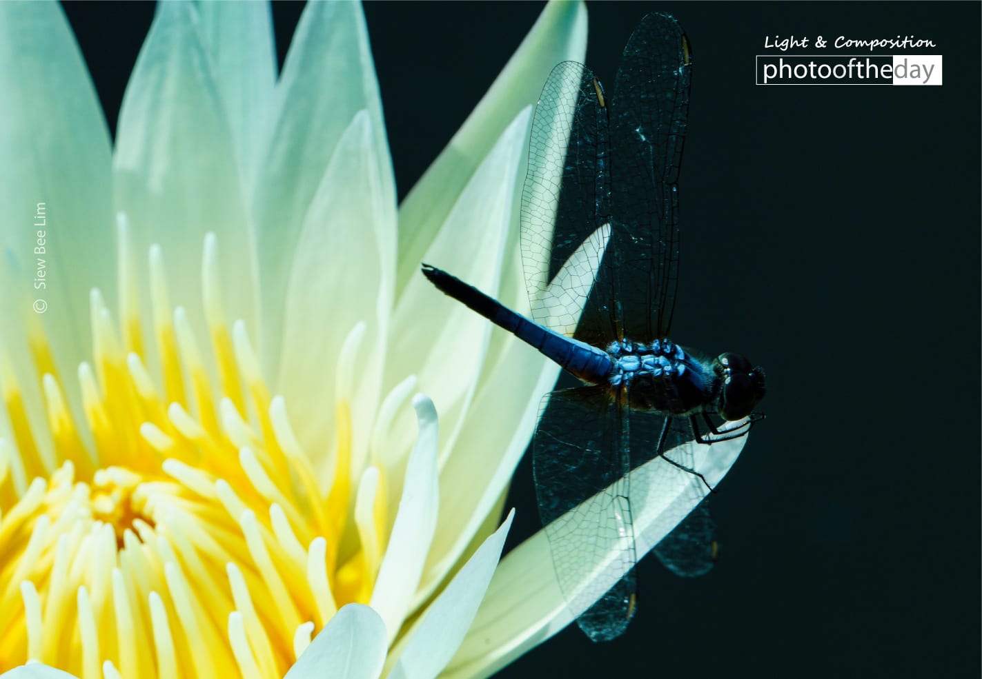 Blue Dragon Fly by Siew Bee Lim Blue Dragon Fly by Siew Bee Lim
