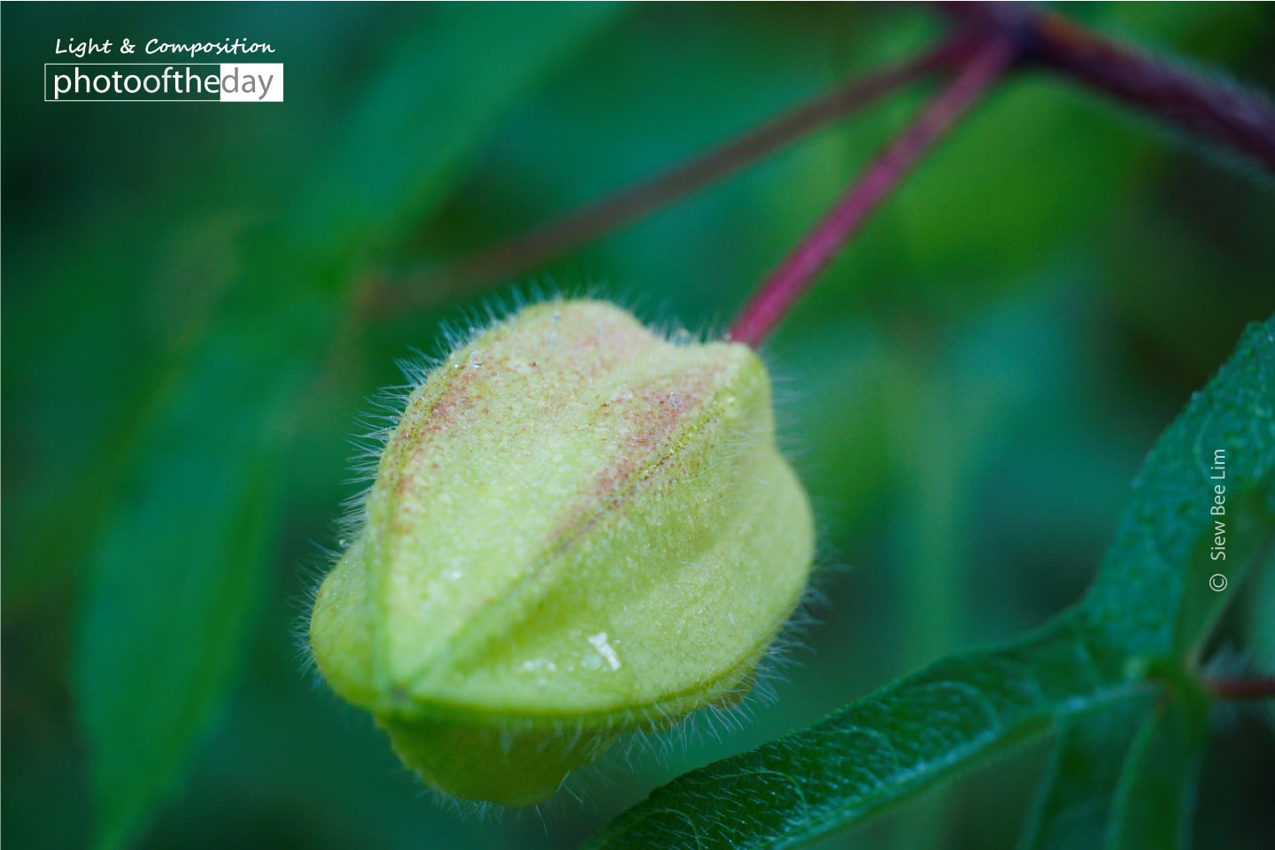 Abelmosk by Siew Bee Lim A Fruit of Abelmosk by Siew Bee Lim