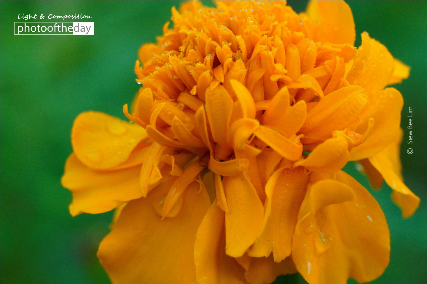 Marigold by Siew Bee Lim