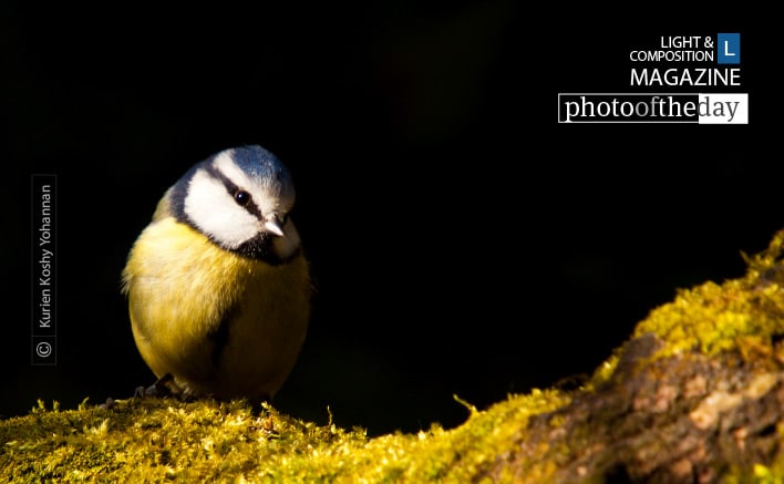 Blue Tit, by Kurien Koshy Yohannan Blue Tit, by Kurien Koshy Yohannan