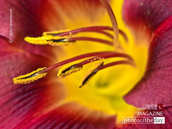 Spring Lily, by Tisha Clinkenbeard