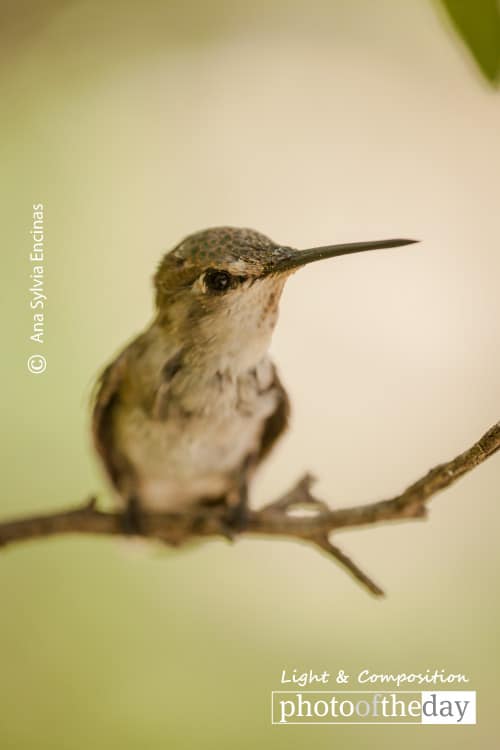 Hummingbird's Eye, by Ana Sylvia Encinas
