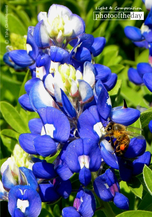 Bluebonnet Bee, by Tisha Clinkenbeard