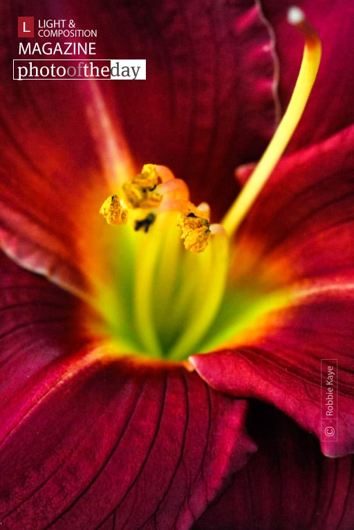 Erotica Red, by Robbie Kaye