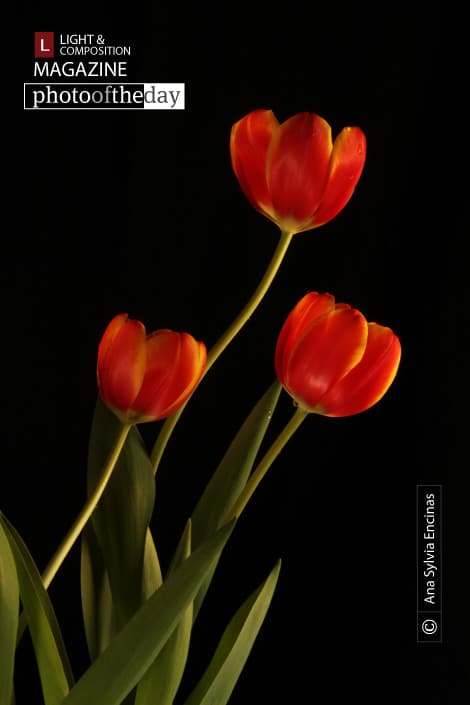 Tulips, by Ana Sylvia Encinas