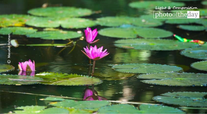 Water Lilies, by Masudur Rahman