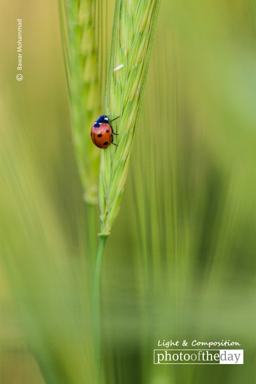 A Scarlet Ladybug, by Bawar Mohammad