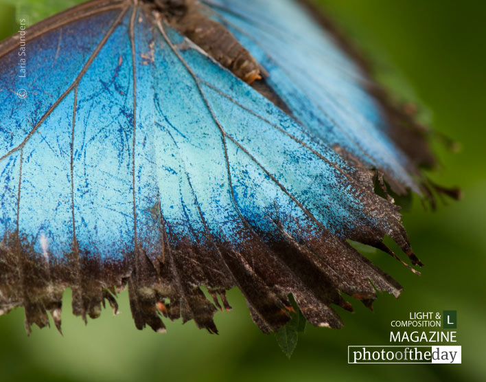 Winged Beauty, by Laria Saunders