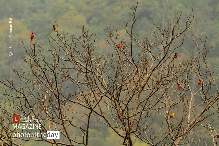 Birds and Trees, by Saniar Rahman Rahul