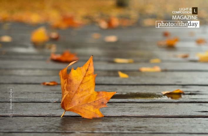 Autumn Leaf, by Munish Singla