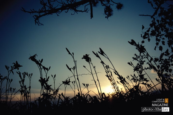 Dusk and Daylilies, by James Brown