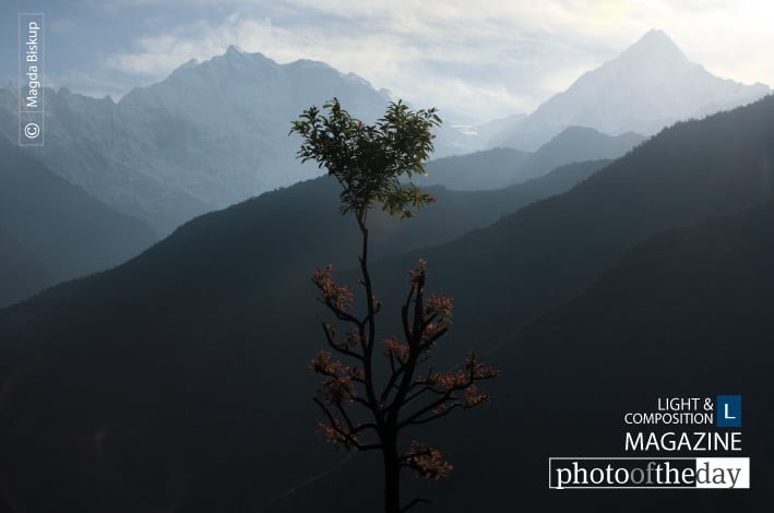 Himalayan Tree, by Magda Biskup
