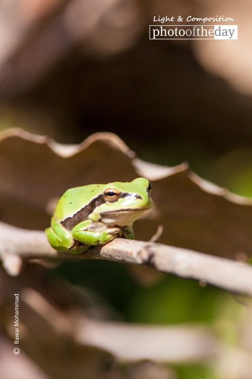 The Green Frog, by Bawar Mohammad