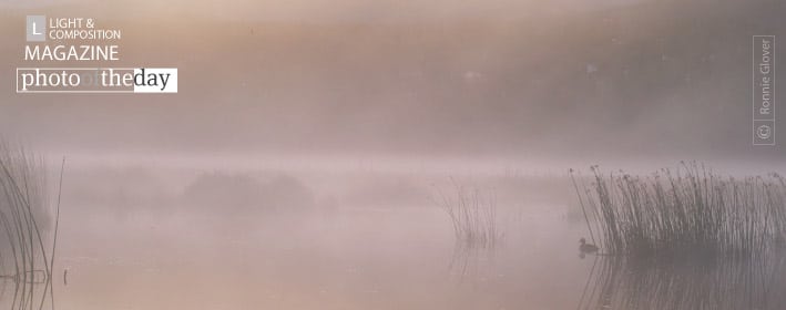 Misty Morning Duck, by Ronnie Glover