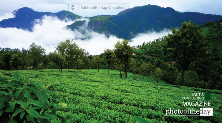 The Unforgettable Beauty of Nilgiri, by Subhashish Nag Choudhury
