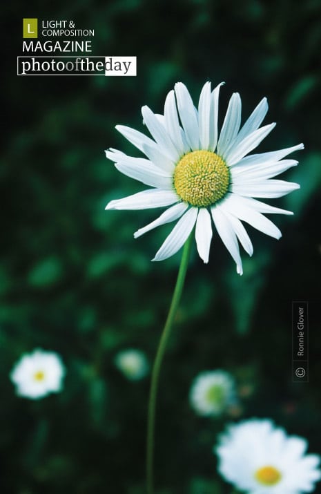 Daisy, by Ronnie Glover