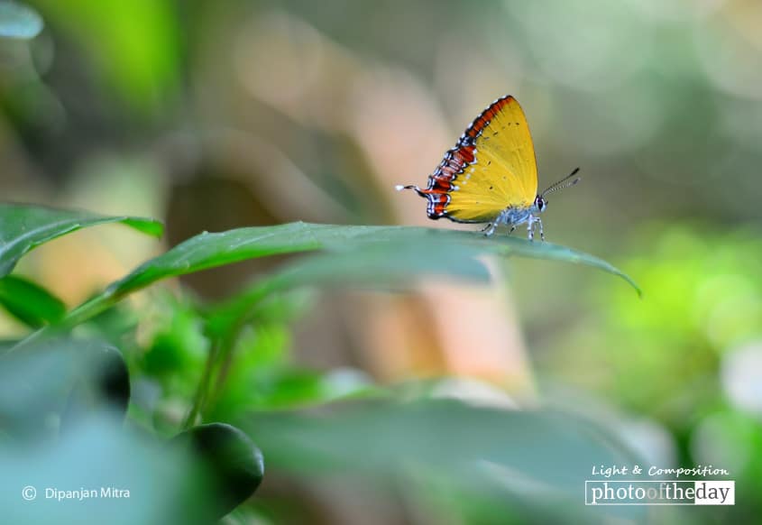 The Butterfly Effect, by Sanjoy Sengupta
